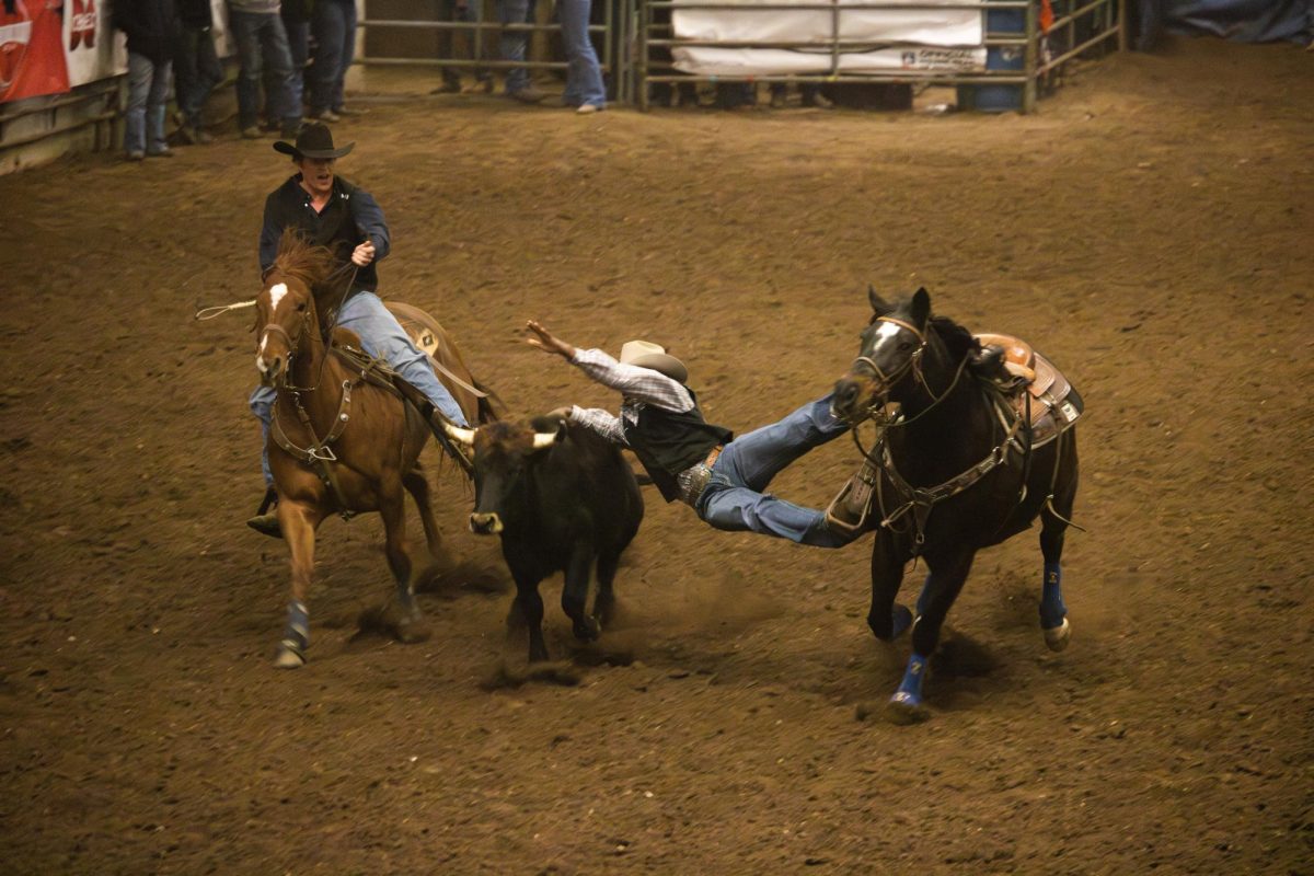 In steer wrestling (pictured), the rodeo participant must jump from their horse down to the steer. They are timed on how long it takes to wrestle the steer to the ground on its side.