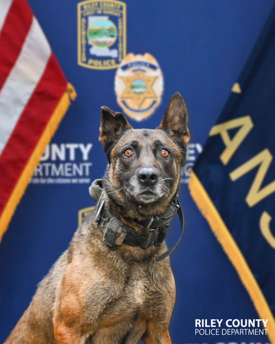 Monster, an 8-year-old Riley County police K-9, retired after seven years of service because of medical issues. (Photo Courtesy of RCPD)