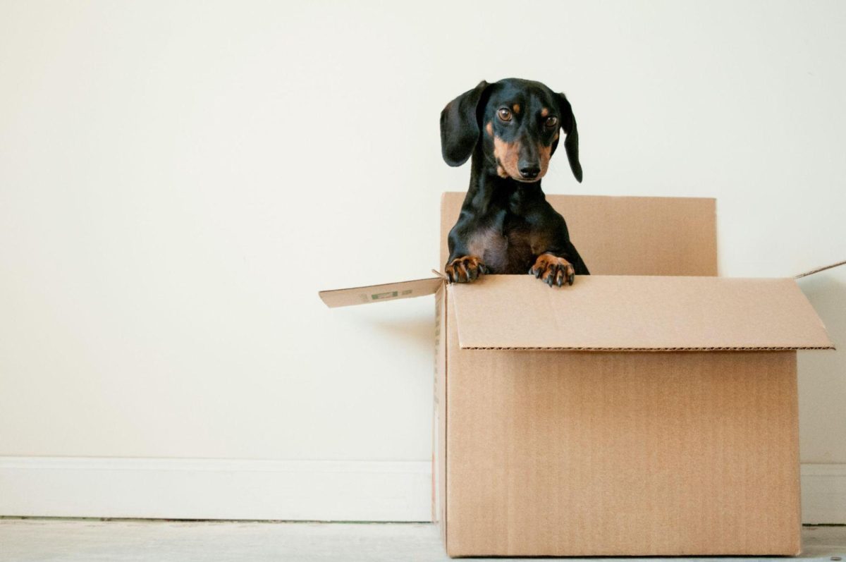 How to Organize the Move to a New Apartment Without Chaos