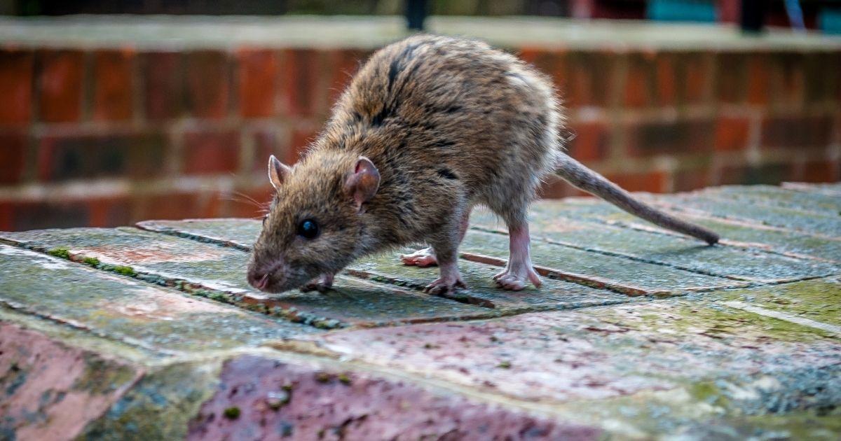 Protecting Your Business: Ensuring Success with Effective Rat Extermination