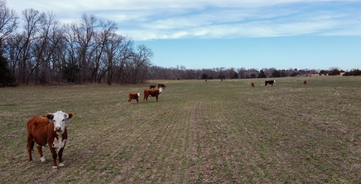 Cows graze in a field at SAVE Farm in Riley County.