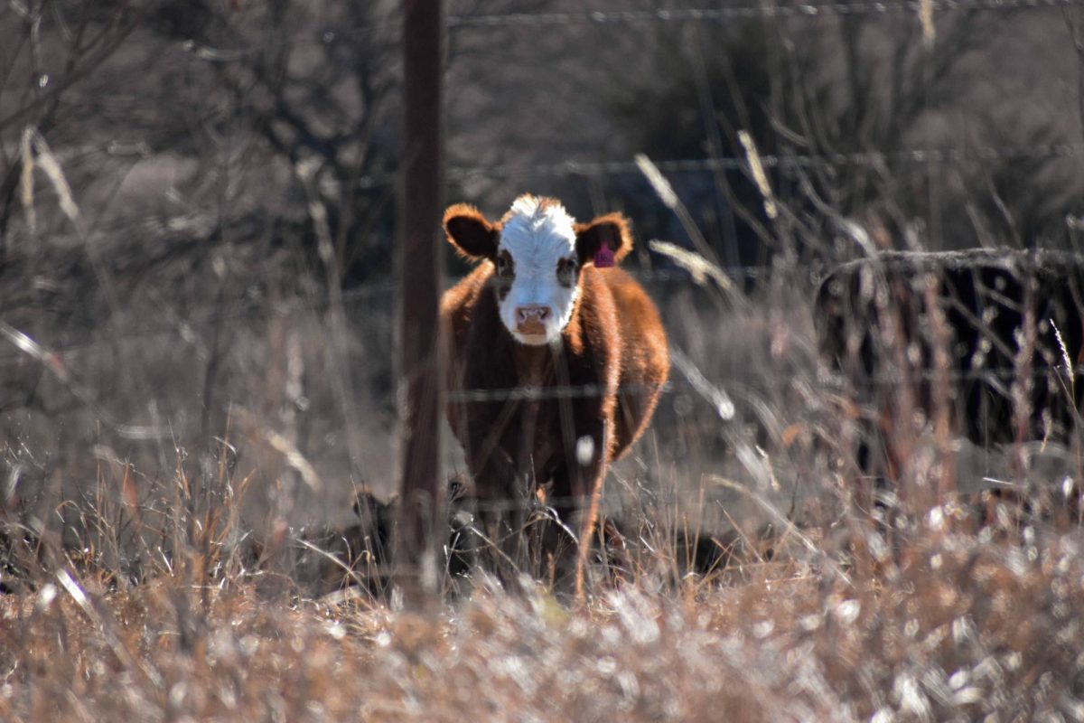 Cows can be affected by the H5N1 influenza virus, causing harm to the cattle farming industry. The virus is spread through milk rather than respiratory transmission.