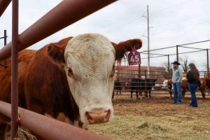 Angus, Hereford and Simmental bulls were auctioned off on March 7 in the 48th annual Legacy Sale. The sale was held at the Stanley Stout Center and solely run by students. 