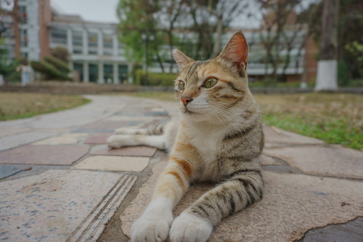 How To Keep Your College Cat Clean