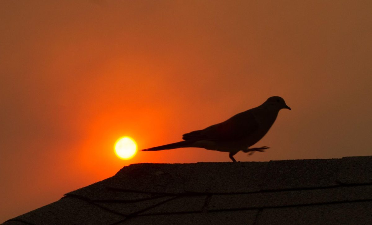 A bird sits atop Kedzie Hall at sunset. (Archive Photo by Mason Swenson)