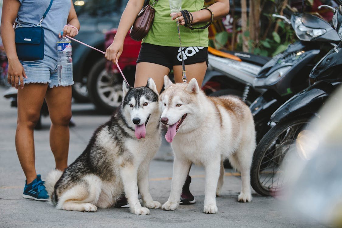 How Students Balance Campus Life with Caring for Pets