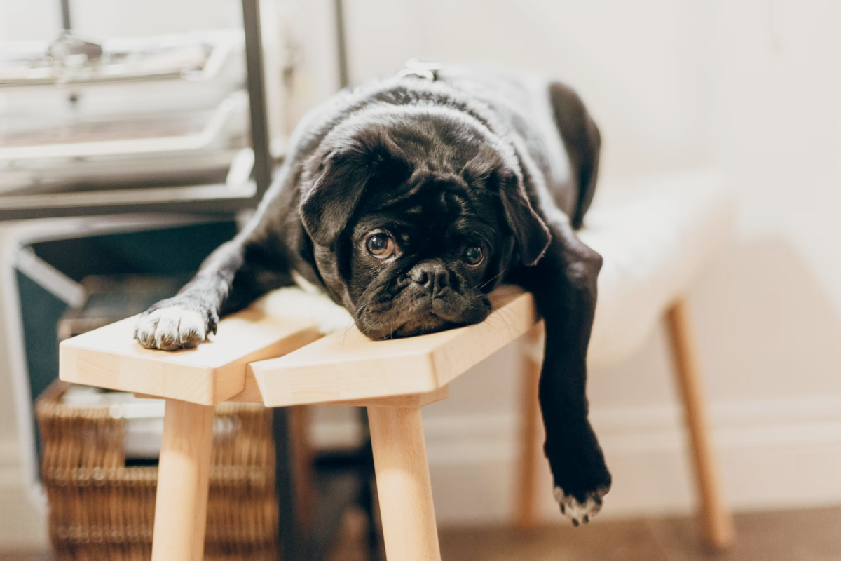 5 Best Boredom Busters For Lazy Days