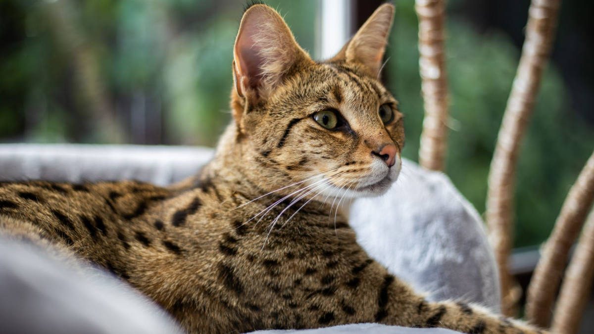 Savannah cat vs Abyssinian cat: breed profiles, care, colors & feeding differences