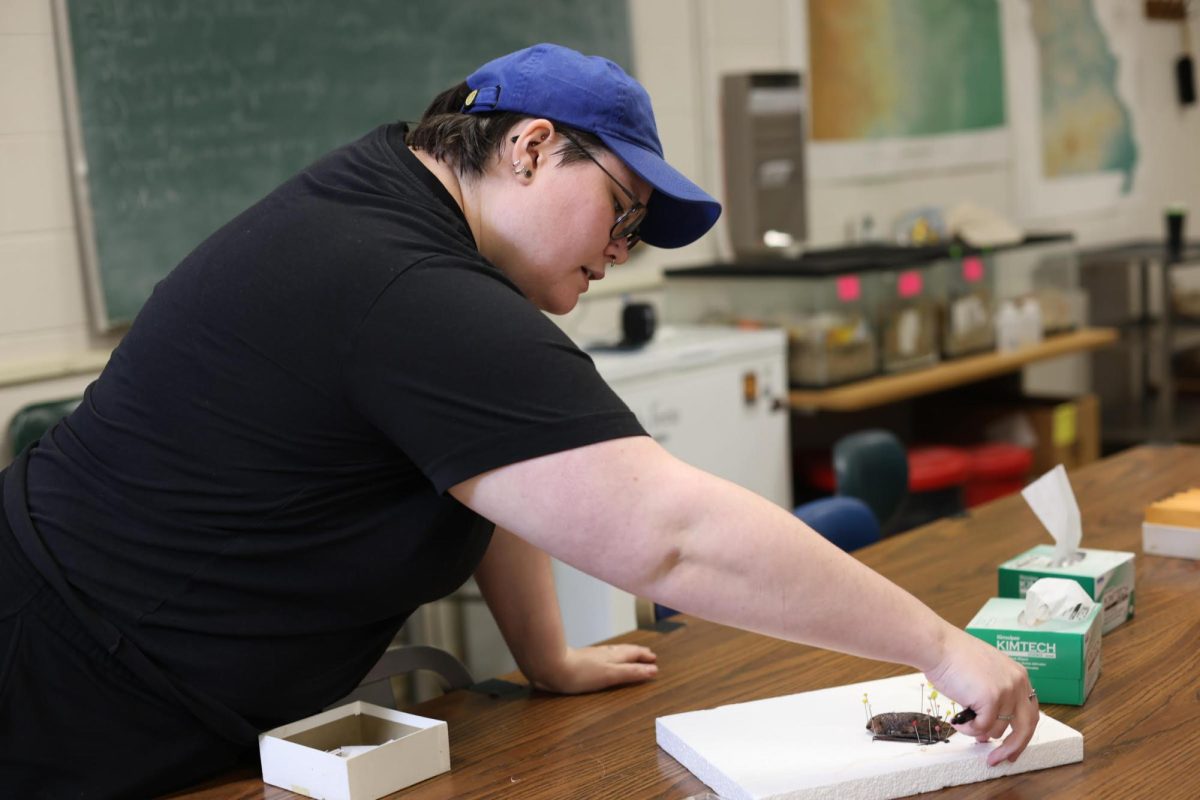 Senior Emma Hambley, Vice President of Carcass Club marking tags on preserved mammals. 