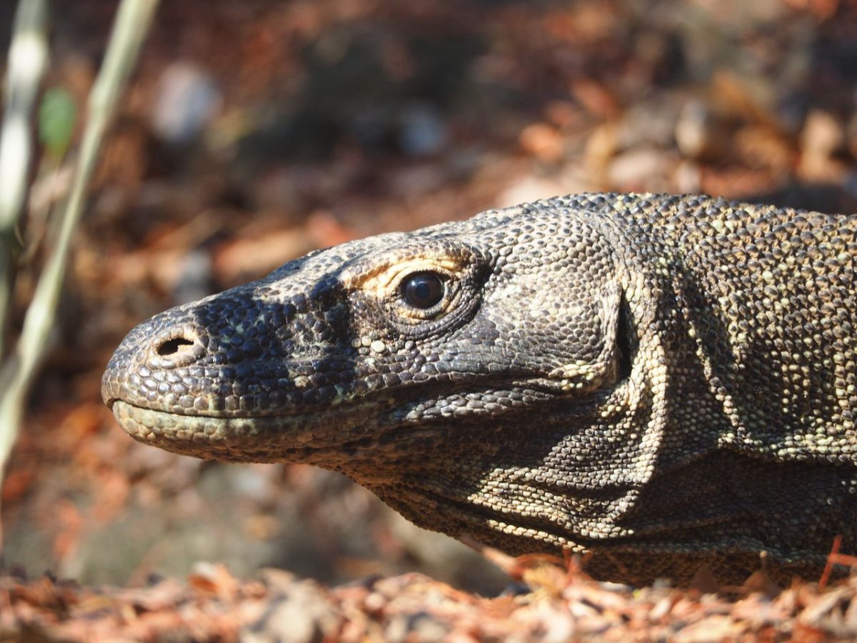 Are Komodo Dragons Endangered?