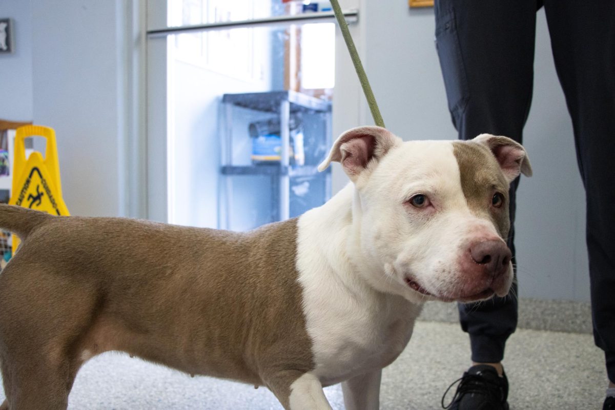 Nebula, an American Staffordshire and American Pit Bull Terrier mix, looks into the camera at Prairie Paws in Manhattan on Sept. 22. Nebula is currently available for adoption. 