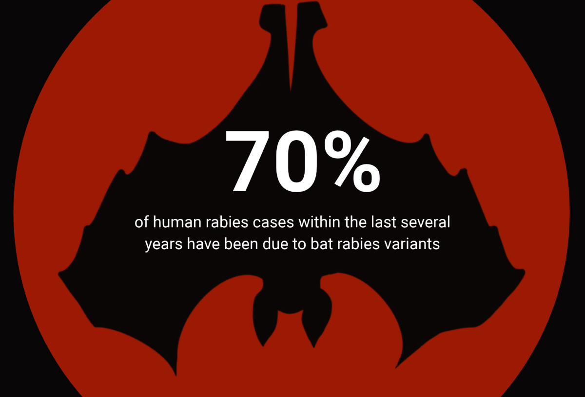 If a student finds a bat that needs to be tested, they should call animal control or use a container, gloves and other safety measures to carefully capture it.